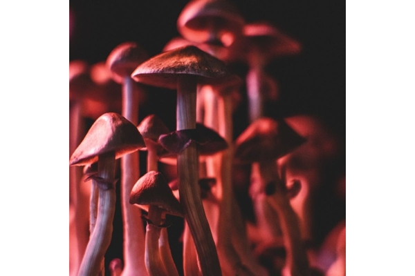 Magic mushrooms.